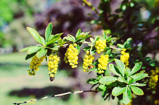 포토 JPG 해외이미지 나무 식물 계절 열매 꽃잎 꽃 백그라운드 잎 꽃무늬 자연 하늘 추상 새로움 사람없음 장식 빨간색 초록색 파란색 약 노란색 정원 맑음 검은색 봄 성장 벚꽃 흰색 나뭇가지 개화 관목 향신료 원예 고립 해외202004 해외포토 컬러 컨셉 무늬 의학 날씨 취미 생태계 향미료 파일형식 이미지허브