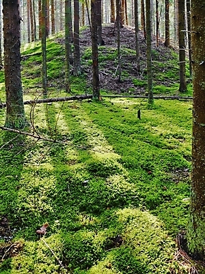포토 JPG 해외이미지 나무 날씨 휴식 그림자 이끼 풍경 사람없음 목재 세로 여름 태양 갈색 침묵 무덤 소나무 숲 허브 피라미드 통나무 전나무 원뿔 벨로루시 해외202004 해외포토 자연요소 도형 식물 건축물 계절 컬러 컨셉 재료 소리 랜드마크 파일형식 이미지허브