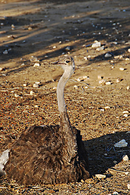 포토 JPG 해외이미지 동물 야생동물 여행 아프리카 조류 사람없음 옆모습 농장 갈색 바위 관찰 황무지 호주 큼 깃털 지역 목 타조 남쪽 해외202004 해외포토 나라 뷰포인트 컬러 농업 모션 신체부위 돌_바위 오세아니아 크기 방향 파일형식 이미지허브