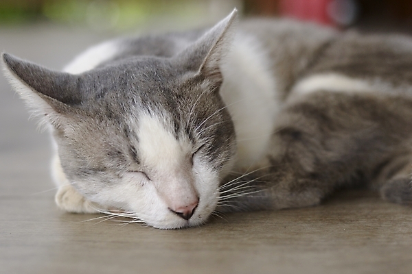 포토 JPG 해외이미지 동물 캐릭터 1 여유 포유류 휴식 털 피곤 사람없음 가로 반려동물 머리 고양이 침묵 회색 잠 달콤 모피 싱글 솜털 해외202004 해외포토 감정 컬러 컨셉 신체부위 소리 맛 파일형식 이미지허브