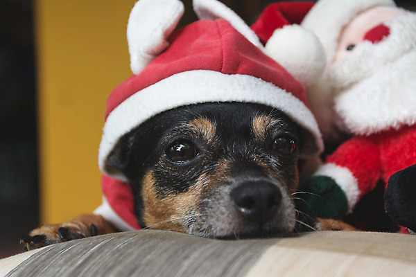 포토 JPG 해외이미지 동물 전통 옷 행복 인형 컨셉 크리스마스 겨울 휴가 새로움 기념 사랑 사람 정장 사람없음 빨간색 반려동물 장난감 산타클로스 파티 우정 기쁨 흰색 축하 아기 인사 업무 개 강아지 작음 연도 심볼 송곳니 기르기 꼭두각시 클라우스 해외202004 해외포토 계절 기념일 감정 컬러 포유류 이벤트 친구 예절 작업 치아 크기 돌봄 파일형식 이미지허브