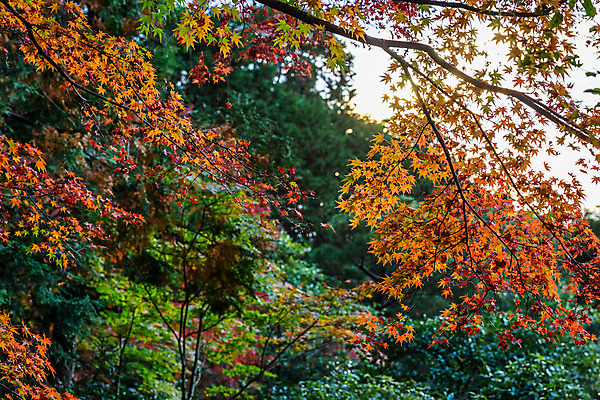 포토 JPG 해외이미지 나무 식물 계절 공원 단풍 잎 겨울 오렌지 자연 날씨 사람없음 목재 초록색 컬러풀 정원 일본 추위 가을 나뭇가지 숲 시원함 열대우림 오사카 해외202004 해외포토 공공시설 아시아 컬러 과일 재료 생태계 파일형식 이미지허브