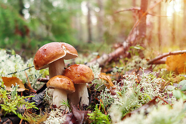 포토 JPG 해외이미지 계절 음식 줄기 백그라운드 가족 자연 휴식 3 이끼 사람없음 목재 초록색 태양 갈색 걷기 버섯 성장 가을 흰색 소나무 맛 숲 왕 수집 유기농 발견 곰팡이 그물버섯 번 순록 식용 캡모자 페니 해외202004 해외포토 자연요소 나무 식물 모자_잡화 웰빙 빵 컬러 컨셉 재료 관계 모션 동전 생태계 파일형식 이미지허브