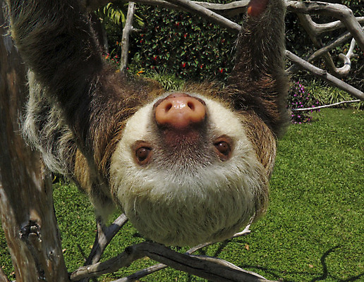 포토 JPG 해외이미지 동물 야생동물 포유류 초식동물 털 사람없음 남아메리카 중앙아메리카 느림 집게발 코스타리카 해외202004 해외포토 아메리카 파일형식 이미지허브