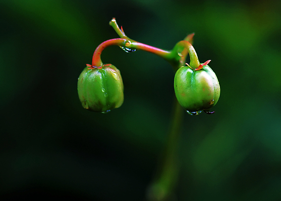 포토 JPG 해외이미지 꽃 검은배경 사람없음 초록색 해외202004 해외포토 식물 컬러 백그라운드 검은색 파일형식 이미지허브