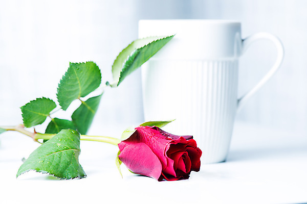 포토 JPG 해외이미지 접시 꽃 커피 음료 음식 아침 사람없음 컵 빨간색 장미 갈색 식당 검은색 어둠 에너지 머그컵 뜨거움 액체 맛 아침식사 싱글 질감 아로마 카푸치노 에스프레소 고립 라떼 모카 카페인 해외202004 해외포토 주간 식물 식기 컬러 컨셉 상점 식사 파일형식 이미지허브