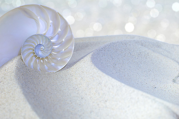 포토 JPG 해외이미지 모래 패턴 곡선 하늘 조개 나선형 사람없음 여름 햇빛 일출 소용돌이 껍질 만 자르기 회의실 질감 부드러움 내추럴 무한 앵무조개 해외202004 해외포토 계절 선 무늬 모션 어패류 태양 노을 회오리 감각 파일형식 이미지허브