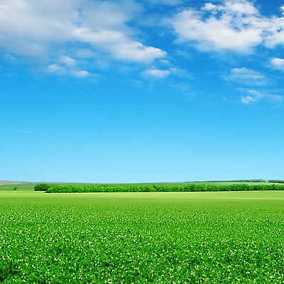 포토 JPG 해외이미지 식물 구름 계절 꽃 백그라운드 밭 농업 자연 벽지 하늘 날씨 풍경 잔디 사람없음 야외 초록색 여름 파란색 농작물 햇빛 태양 우주 봄 흰색 시골 개화 땅 완두콩 천국 평야 수평선 해외202004 해외포토 자연요소 산업 컬러 콩 생태계 파일형식 이미지허브