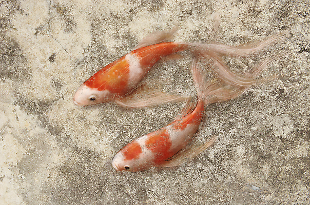 포토 JPG 해외이미지 동물 디자인 문화 벽 백그라운드 일러스트 자연 벽지 어류 미술 동양인 사람없음 장식 일본 중국 페인트 골동품 그림 질감 복고 옛날 해외202004 해외포토 아시아 문화예술 인종 수중동물 생태계 파일형식 이미지허브