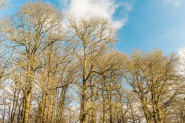 포토 JPG 해외이미지 나무 구름 계절 유럽 자연 하늘 산 안테나 풍경 사람없음 파란색 빛 이탈리아 가을 시골 숲 언덕 해외202004 해외포토 자연요소 식물 나라 컬러 통신 생태계 파일형식 이미지허브