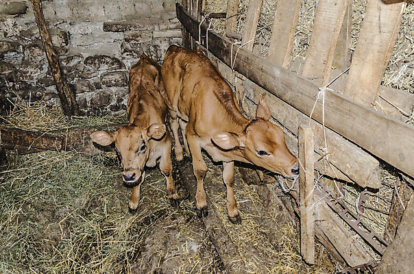 포토 JPG 해외이미지 동물 2 주택 실내 사람없음 농장 갈색 소 숲 작음 송아지 밭일 불가리아 해외202004 해외포토 새끼 컬러 농업 포유류 내부 건물 크기 파일형식 남유럽 이미지허브