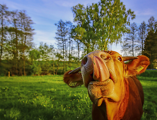 포토 JPG 해외이미지 나무 동물 포유류 풍경 사람없음 야외 초록색 농장 농경지 목장 시골 소 호기심 황소 송아지 송아지고기 해외202004 해외포토 식물 감정 새끼 컬러 컨셉 농업 육류 파일형식 이미지허브