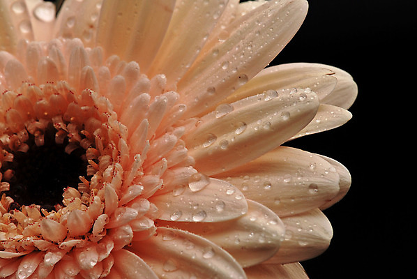 포토 JPG 해외이미지 식물 계절 공원 꽃잎 꽃 백그라운드 오렌지 자연 사람없음 야외 여름 파란색 정원 검은색 봄 활발 젖음 벚꽃 가을 신선 떨어짐 이슬 큼 묘사 데이지 합성 거베라 내추럴 고립 해외202004 해외포토 공공시설 컬러 컨셉 과일 크기 생태계 파일형식 이미지허브