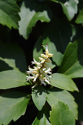 포토 JPG 해외이미지 식물 꽃 잎 자연 사람없음 야외 초록색 정원 봄 흰색 닫기 해외202004 해외포토 계절 컬러 모션 생태계 파일형식 이미지허브