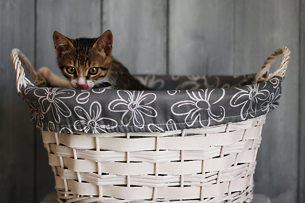 포토 JPG 해외이미지 동물 1 백그라운드 털 사람없음 목재 반려동물 머리 바구니 고양이 흰색 작음 모피 솜털 거짓말 해외202004 해외포토 나무 컬러 재료 포유류 신체부위 크기 파일형식 이미지허브