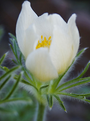 포토 JPG 해외이미지 식물 꽃 줄기 잎 사람없음 초록색 흰색 편지 해외202004 해외포토 컬러 파일형식 이미지허브