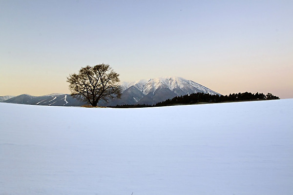 포토 JPG 해외이미지 겨울 자연 하늘 산 그림자 사람없음 빛 일본 추위 체리 해외202004 해외포토 계절 아시아 과일 생태계 파일형식 이미지허브