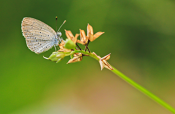 포토 JPG 해외이미지 꽃 유럽 야생동물 분홍색 나비 곤충 백그라운드 꽃무늬 신체 날개 태국 자연 날리기 추상 안테나 앉기 풍경 사람없음 야외 초록색 여름 빛 컬러풀 햇빛 머리 환경 맑음 봄 활발 생물학 꽃가루 꿀 취급주의 해외202004 해외포토 식물 동물 계절 교육 나라 아시아 컬러 컨셉 무늬 통신 모션 날씨 경고 신체부위 태양 가루 생태계 파일형식 이미지허브