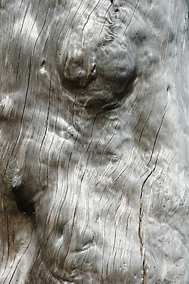 포토 JPG 해외이미지 나무 줄기 백그라운드 사람없음 목재 세로 환경 회색 흰색 죽음 환경오염 균열 숲 시들음 해외202004 해외포토 식물 컬러 컨셉 재료 모션 파일형식 이미지허브