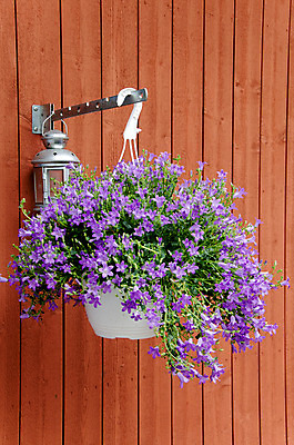 포토 JPG 해외이미지 식물 디자인 외관 꽃 화분 벽 분홍색 백그라운드 컨셉 잎 꽃무늬 패턴 건축양식 자연 탁자 추상 주택 프레임 미술 사람없음 내부 건물 목재 장식 빨간색 초록색 여름 컬러풀 갈색 정원 꽃병 페인트 수확 흰색 시골 우아함 널 냄비 질감 복고 그런지 옛날 해외202004 해외포토 나무 건축물 계절 건축 컬러 가구 무늬 농업 재료 문화예술 솥 생태계 파일형식 이미지허브