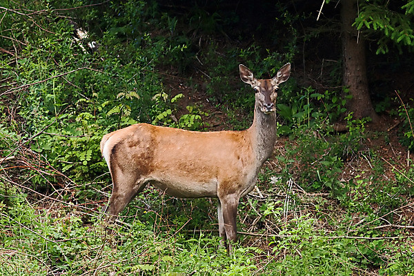 포토 JPG 해외이미지 동물 응시 여자 야생동물 밭 포유류 자연 사슴 털 서기 사람없음 야외 갈색 가을 시골 관찰 황무지 숲 꼬리 내추럴 삼림지대 암사슴 해외202004 해외포토 시선 계절 컬러 농업 모션 사람 암컷 생태계 파일형식 이미지허브