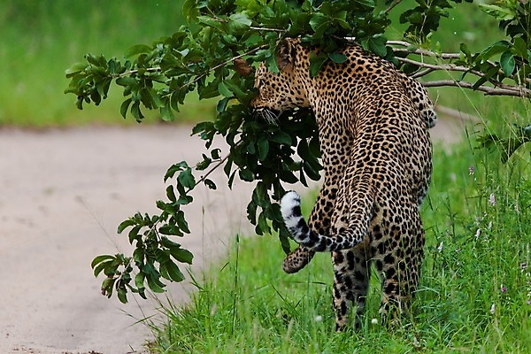 포토 JPG 해외이미지 나무 동물 응시 공원 얼굴 야생동물 스포츠 여행 포유류 아프리카 자연 수염 국립공원 사람없음 여행객 환경 고양이 나뭇가지 관찰 점 기다림 큼 검색 육식동물 표범 랜드마크 사바나 탄자니아 평야 해외202004 해외포토 멸종위기종 식물 시선 공공시설 나라 모션 사람 신체부위 반려동물 크기 생태계 파일형식 이미지허브