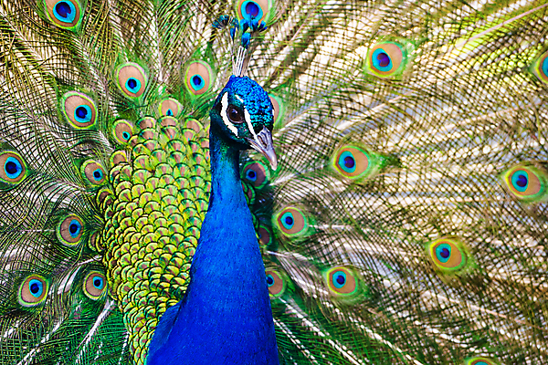 포토 JPG 해외이미지 동물 1 남자 야생동물 백그라운드 패턴 자연 조류 성인 사람없음 옆모습 가로 세로 초록색 파란색 컬러풀 머리 우주 전시 활발 흰색 우아함 닫기 공작 깃털 부리 목 보여주기 짝짓기 계산서 고립 터키석 해외202004 해외포토 뷰포인트 컬러 컨셉 무늬 모션 사람 신체부위 보석 생태계 파일형식 이미지허브