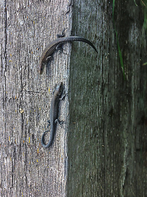 포토 JPG 해외이미지 동물 여자 아시아 야생동물 음식 벽 곤충 2 파충류 자연 표면 주택 건조 사람없음 초록색 갈색 식사 회색 흰색 닫기 야간 작음 먹기 배고픔 묘사 고민 꼬리 싸움 도마뱀 토막 내추럴 고립 이국적 오싹 해외202004 해외포토 자연요소 감정 나라 컬러 모션 사람 건물 크기 생태계 파일형식 이미지허브