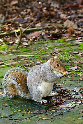 포토 JPG 해외이미지 나무 동물 1 공원 유럽 얼굴 야생동물 음식 겨울 포유류 자연 털 씨앗 사람없음 야외 목재 빨간색 초록색 여름 태양 갈색 정원 회색 견과류 가을 흰색 잡기 소나무 닫기 설치류 숲 작음 모피 먹기 꼬리 다람쥐 솜털 땅바닥 해외202004 해외포토 자연요소 식물 계절 공공시설 나라 컬러 재료 모션 바닥 신체부위 크기 생태계 파일형식 이미지허브