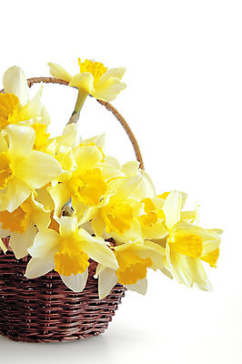 포토 JPG 해외이미지 식물 계절 꽃잎 꽃 줄기 꽃다발 백그라운드 잎 자연 사람없음 장식 초록색 갈색 노란색 머리 바구니 봄 성장 벚꽃 흰색 개화 컨테이너 자르기 크림 향기 부드러움 수선화 내추럴 고립 파스텔톤 해외202004 해외포토 산업 컬러 모션 신체부위 감각 생태계 냄새 파일형식 이미지허브