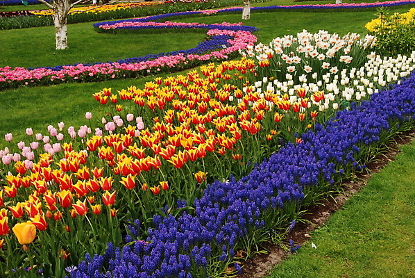 포토 JPG 해외이미지 식물 계절 꽃잎 꽃 줄기 백그라운드 잎 꽃무늬 패턴 밭 농업 자연 발렌타인데이 사람없음 야외 빨간색 초록색 여름 햇빛 노란색 머리 정원 봄 줄무늬 활발 젖음 튤립 벚꽃 시골 침대 개화 그룹 선택 다발 네덜란드 싱글 나누기 블러 줄서기 많음 해외202004 해외포토 유럽 산업 컬러 가구 컨셉 무늬 모션 데이이벤트 신체부위 태양 생태계 파일형식 이미지허브