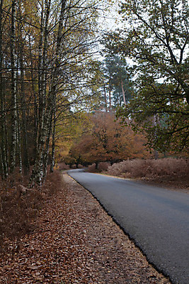 포토 JPG 해외이미지 나무 식물 유럽 도로 길 지구 잎 자연 하늘 영국 잉글랜드 이끼 사람없음 관광지 가을 나뭇가지 숲 나무껍질 남쪽 내추럴 삼림지대 해외202004 해외포토 계절 나라 여행 교통시설 껍질 방향 생태계 파일형식 이미지허브