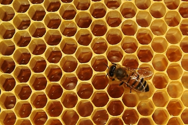 포토 JPG 해외이미지 식물 동물 꽃 음식 곤충 백그라운드 패턴 농업 자연 프레임 세포 건강 사람없음 여름 약 환경 벚꽃 머리빗 황금 닫기 달콤 꿀벌 벌 먹기 영화 유기농 바쁨 꽃가루 꿀 벌집 내추럴 밀랍 식민지 양봉 양봉장 해외202004 해외포토 웰빙 계절 산업 무늬 의학 모션 문화예술 미용용품 맛 벌_곤충 가루 생태계 파일형식 이미지허브