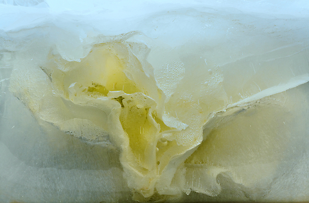 포토 JPG 해외이미지 식물 계절 꽃잎 꽃 꽃다발 백그라운드 컨셉 잎 꽃무늬 자연 추상 사람없음 물 파란색 장미 반사 냉동 얼음 거품 추위 벚꽃 흰색 신선 신용카드 투명 다발 순수 상쾌 서리 꽃수술 카피스페이스 해외202004 해외포토 자연요소 감정 컬러 무늬 금융 공백 생태계 파일형식 이미지허브