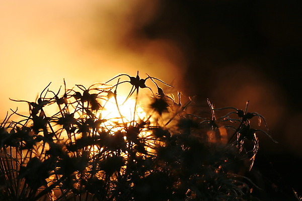 포토 JPG 해외이미지 식물 꽃 실루엣 자연 사람없음 일몰 야간 원예 조경 영원 해외202004 해외포토 자연요소 촬영기법 취미 노을 생태계 파일형식 이미지허브