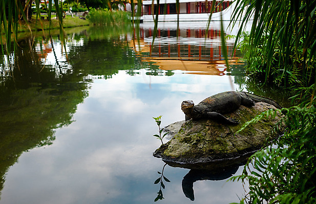 포토 JPG 해외이미지 동물 호수 야생동물 백그라운드 파충류 자연 밥 동양인 사람없음 야외 물 강 모니터 정원 중국 바위 연못 반지 닫기 큼 피부 근육질 도마뱀 서식지 동물상 해외202004 해외포토 자연요소 아시아 음식 장신구 모션 근육 인종 신체부위 컴퓨터 조형물 돌_바위 크기 몸매 생태계 파일형식 이미지허브