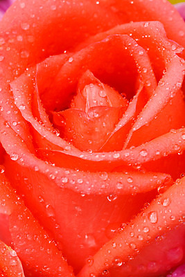 포토 JPG 해외이미지 식물 꽃잎 꽃 길 백그라운드 잎 꽃무늬 자연 발렌타인데이 선물 사랑 씨앗 사람없음 장식 초록색 컬러풀 장미 벚꽃 신선 원형 우아함 혼합 배열 묘사 질감 내추럴 고립 해외202004 해외포토 도형 감정 컬러 컨셉 무늬 데이이벤트 생태계 파일형식 이미지허브