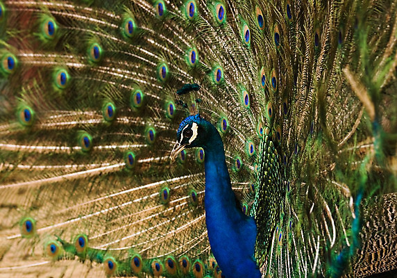 포토 JPG 해외이미지 동물 남자 백그라운드 자연 조류 사랑 사람없음 초록색 파란색 컬러풀 흰색 춤 우아함 공작 깃털 쇼 보여주기 자부심 주목 해외202004 해외포토 감정 컬러 컨셉 모션 문화예술 사람 생태계 파일형식 이미지허브