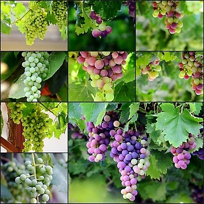 포토 JPG 해외이미지 음식 잎 밭 농업 과일 재료 포도 매달리기 건강 사람없음 야외 초록색 파란색 농장 농경지 수확 성장 달콤 포도밭 내추럴 건포도 숙성 해외202004 해외포토 식물 산업 컬러 모션 맛 건과일 파일형식 이미지허브