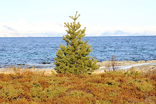 포토 JPG 해외이미지 나무 유럽 겨울 자국 자연 하늘 산 파노라마 노르웨이 풍경 사람없음 목재 파란색 여행객 계곡 등산 트래킹 바위 흰색 정상 숲 언덕 해외202004 해외포토 식물 계절 나라 컬러 재료 레저 촬영기법 사람 돌_바위 생태계 파일형식 이미지허브