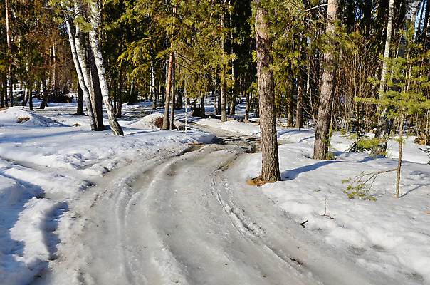 포토 JPG 해외이미지 나무 식물 계절 공원 잎 자연 하늘 풍경 사람없음 초록색 빛 햇빛 태양 환경 봄 광선 흰색 나뭇가지 소나무 숲 장면 내추럴 회복 해외202004 해외포토 자연요소 공공시설 컬러 컨셉 생태계 파일형식 이미지허브
