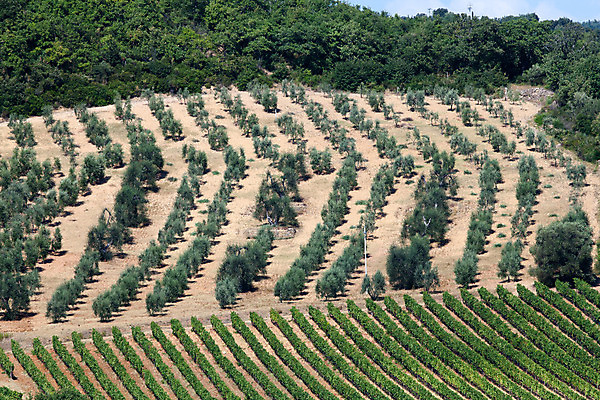 포토 JPG 해외이미지 나무 유럽 도로 밭 농업 자연 풍경 사람없음 여름 평화 환경 고요 이탈리아 달력 성장 가을 시골 만취 언덕 그림 올리브 포도밭 땅바닥 시에나 토스카나 수평선 해외202004 해외포토 식물 계절 열매 나라 산업 길 컨셉 교통시설 바닥 생태계 술취함 파일형식 이미지허브