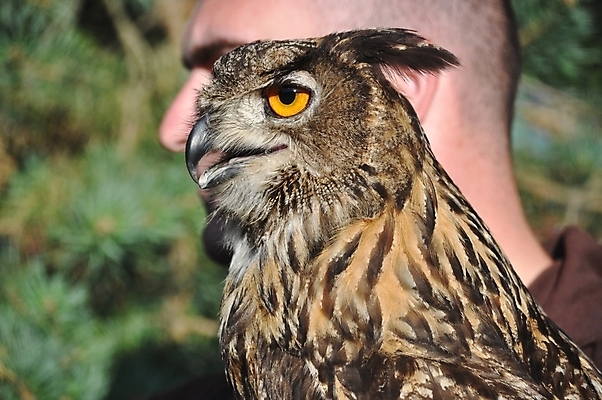 포토 JPG 해외이미지 동물 남자 유럽 조류 사람없음 옆모습 닫기 소프트포커스 묘사 독수리 부엉이 동물상 슬로바키아 해외202004 해외포토 나라 뷰포인트 모션 촬영기법 사람 조형물 파일형식 이미지허브