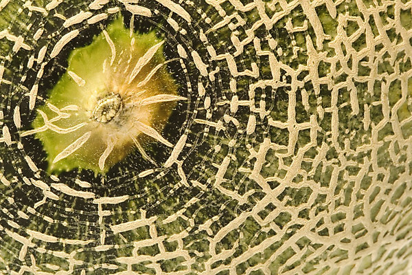 포토 JPG 해외이미지 음식 농업 다이어트 과일 자연 디저트 건강 사람없음 신선 닫기 달콤 맛 멜론 피부 고립 숙성 이국적 해외202004 해외포토 산업 컨셉 모션 신체부위 생태계 파일형식 이미지허브