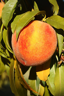 포토 JPG 해외이미지 나무 식물 음식 잎 농업 다이어트 오렌지 과일 자연 건강 사람없음 빨간색 초록색 여름 농작물 컬러풀 농장 정원 수확 가을 나뭇가지 신선 원형 달콤 맛 과수원 수집 먹기 싱글 유기농 원예 날것 복숭아 내추럴 숙성 천도복숭아 해외202004 해외포토 도형 웰빙 계절 산업 컬러 컨셉 모션 취미 생태계 파일형식 이미지허브