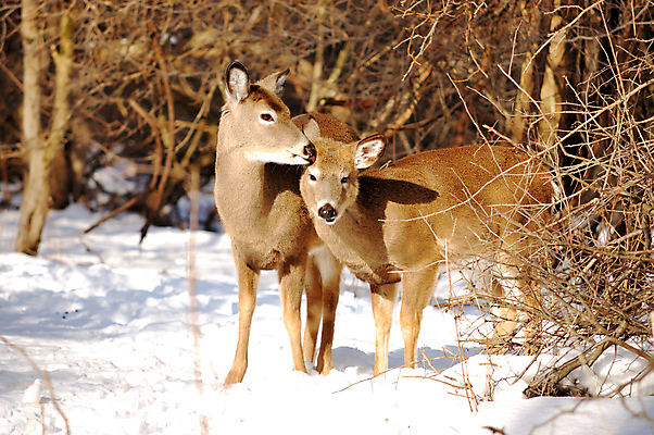 포토 JPG 해외이미지 주간 야생동물 겨울 사슴 사람없음 야외 나뭇가지 숲 해외202004 해외포토 자연요소 나무 동물 계절 포유류 파일형식 이미지허브