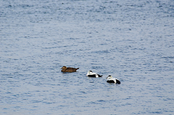 포토 JPG 해외이미지 동물 응시 야생동물 바다 자연 조류 생물 오리 종류 사람없음 옆모습 가로 물 수영 흰색 깃털 부리 해외202004 해외포토 자연요소 시선 뷰포인트 컬러 수상스포츠 생태계 파일형식 이미지허브