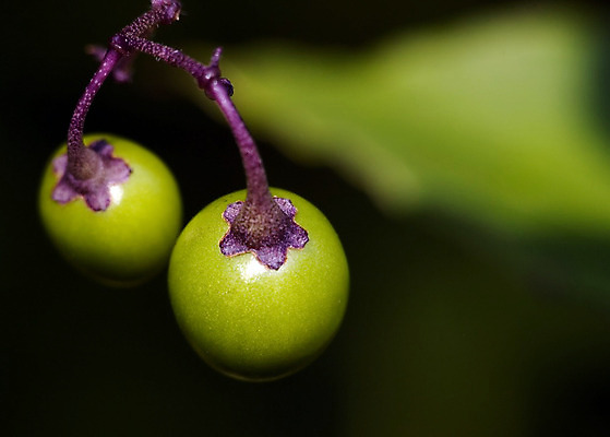포토 JPG 해외이미지 식물 열매 줄기 과일 사람없음 야외 초록색 해외202004 해외포토 컬러 파일형식 이미지허브