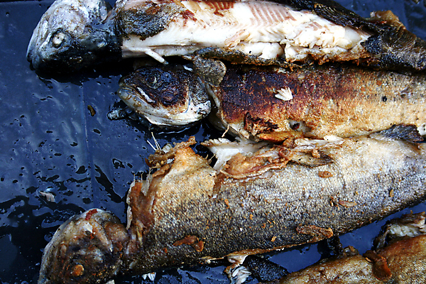 포토 JPG 해외이미지 음식 낚시 건강 육류 어류 요리 사람없음 강 식사 저녁식사 연못 신선 맛 그릴 굽기 준비 날것 내추럴 동물상 생식 송어 해외202004 해외포토 컨셉 식재료 주방용품 레저 조형물 수중동물 구이 파일형식 이미지허브