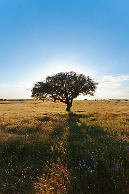 포토 JPG 해외이미지 나무 식물 꽃 실루엣 여행 자연 휴가 휴식 그림자 풍경 사람없음 침묵 일몰 자유 벚꽃 시골 개화 고속도로 황무지 포르투갈 엽서 천국 파라다이스 회복 해외202004 해외포토 유럽 도로 컨셉 촬영기법 노을 소리 편지 생태계 파일형식 이미지허브